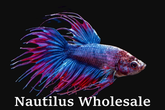 Picture of BETTA: CROWNTAIL FLAG MALE    