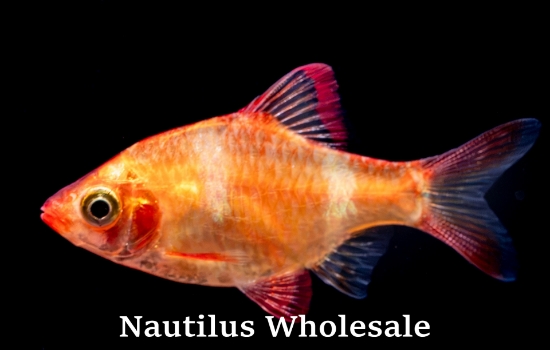 Picture of BARB: TIGER ALBINO REG