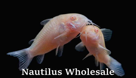 Picture of CORY: ALBINO