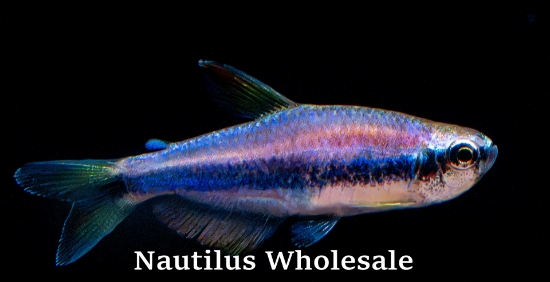 Picture of TETRA: BLUE KERRI (IMPORT)