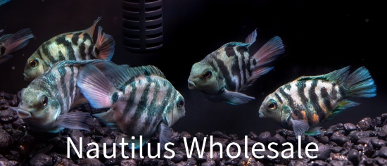 Picture of CICHLID: PARROT BLUE TIGER LG