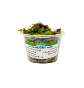 Picture for category PLANTS IN A CUP