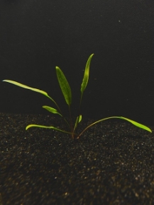 Picture for category CRYPTOCORYNE