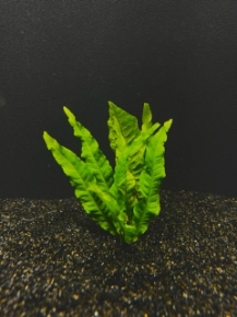 Picture for category FERNS