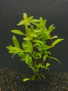 Picture for category LEADED BUNCHES