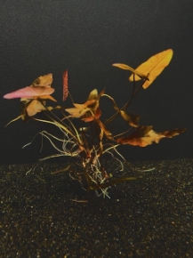 Picture for category NYMPHAEACEAE (LILY LIKE)