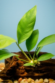 Picture for category PLANTS ON DRIFTWOOD
