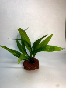 Picture for category PLANTS ON VOLCANIC ROCK