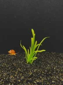 Picture for category SAGITTARIA