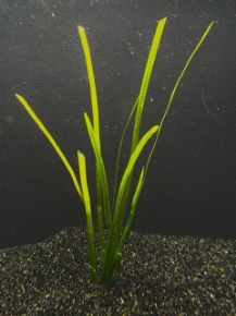 Picture for category VALLISNERIA